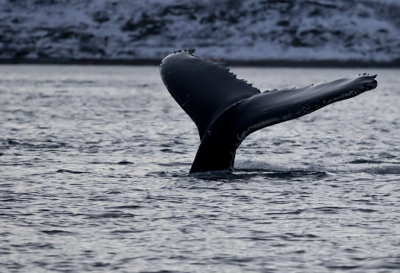 Humpback Whale ( Knlval ) Megaptera novaeangliae - GS1A4299.jpg