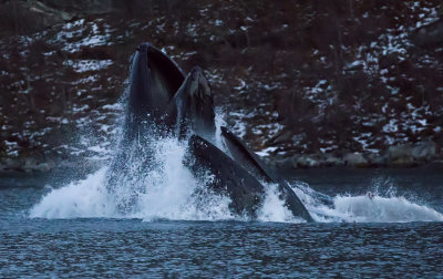 Humpback Whales ( Knlvalar ) Megaptera novaeangliae - GS1A4313.jpg