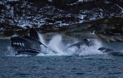 Humpback Whales ( Knlvalar ) Megaptera novaeangliae - GS1A4419.jpg