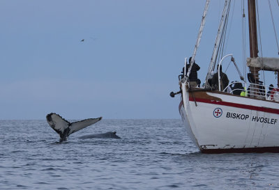 Humpback Whales ( Knlvalar ) Megaptera novaeangliae - GS1A4380.jpg