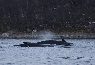 Humpback Whales ( Knlvalar ) Megaptera novaeangliae - GS1A4535.jpg