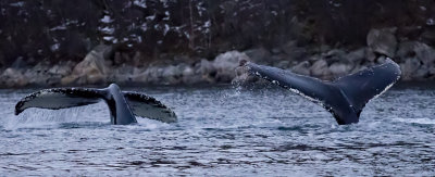  Humpback Whales ( Knlvalar ) Megaptera novaeangliae - .jpg
