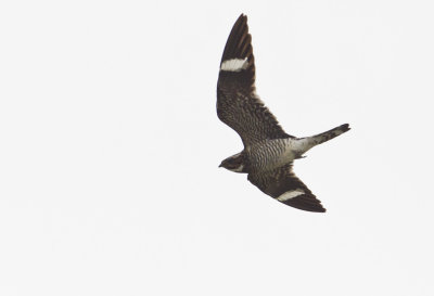 Common Nighthawk ( Strre falknattskrra ) Chordeiles minor  -  CP4P2311.jpg