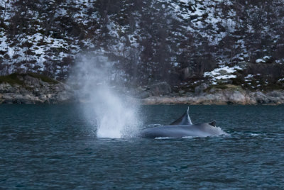  Humpback Whales ( Knlvalar ) Megaptera novaeangliae - GS1A4469.jpg