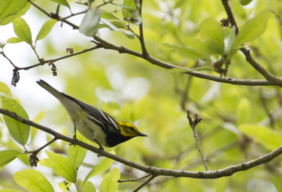 Black-throated Green Warbler ( Grnryggad skogssngare )  - CP4P2568.jpg