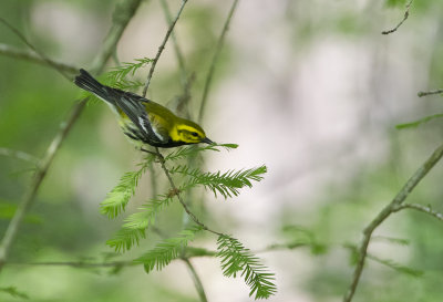 Black-throated Green Warbler ( Grnryggad skogssngare ) - CP4P2825.jpg