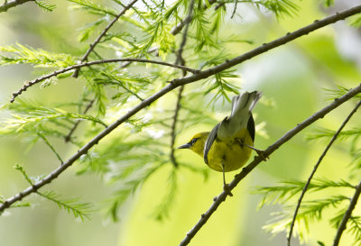 Prothonotary Warbler ( Gyllenskogssngare ) Protonotaria citrea -  CP4P2945.jpg