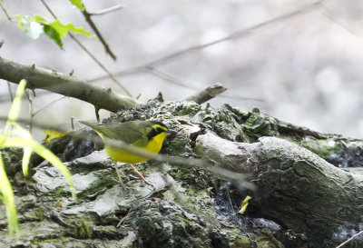 Kentucky Warbler ( Kentuckyskogssngare ) Geothyglis formosa -  CP4P3006.jpg