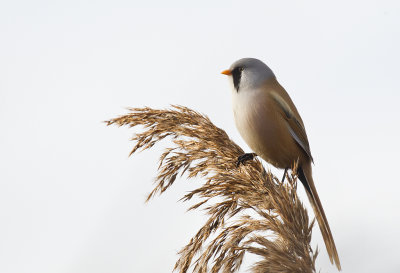 Bearded Reedling ( Skggmes ) Panurus biarmicus - CP4P0481.jpg