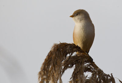 Bearded Reedling ( Skggmes ) Panurus biarmicus - CP4P0515.jpg