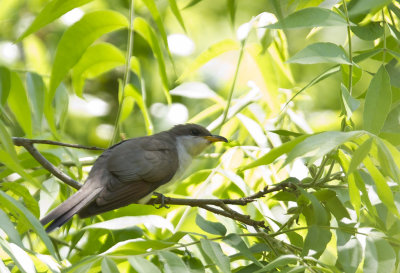 Yellow-billed Cuckoo ( Gulnbbad regngk ) Coccyzus americanus - CP4P3779.jpg