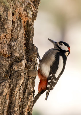 Great Spotted Woodpecker ( Strre hackspett ) Dendrocopos major canariensis - GS1A5108.jpg