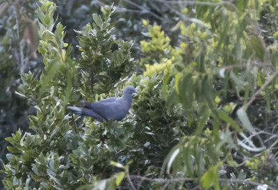 Bolles Pigeon ( Kanarieduva ) Columba bollii - GS1A5413.jpg