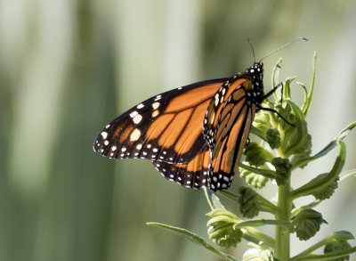 Monarch ( Monark ) Danaus plexippus - GS1A5327.jpg