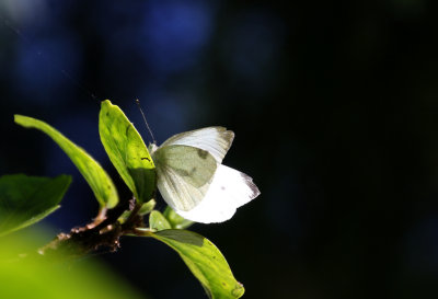 Small White ( Rovfjäril ) Pieris rapae - GS1A4833.jpg