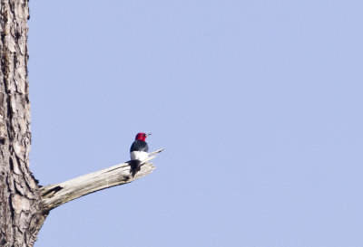 Red-headed Woodpecker - CP4P5559.jpg