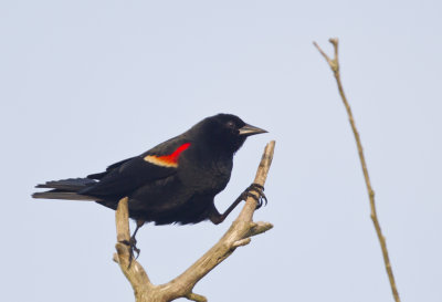 Red-winged Blackbird - CP4P5673.jpg