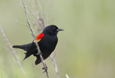 Red-winged Blackbird - CP4P5918.jpg