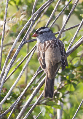 White-crowned Sparrow - CP4P6709.jpg