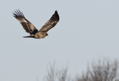 Steppe Eagle ( Stäppörn ) Aquila nipalensis - GS1A6203.jpg