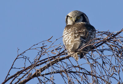 Northern Hawk-Owl ( Hkuggla ) Surnia ulula - GS1A6216.jpg