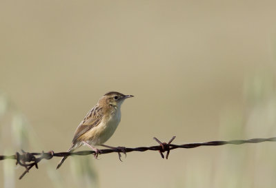 Zitting Cisticola ( Grssngare ) Zisticola juncidis - CP4P7539.jpg