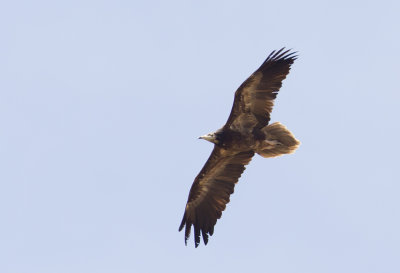 Egyptian Vulture ( Smutsgam ) Neophron percnopterus - CP4P7629.jpg