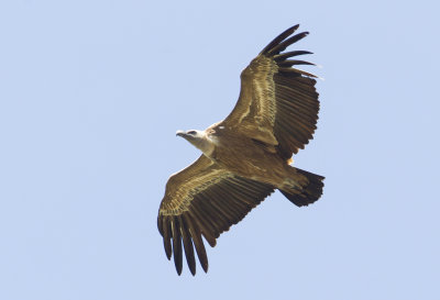 Griffon Vulture ( Gåsgam ) Gyps fulvus - CP4P7665.jpg
