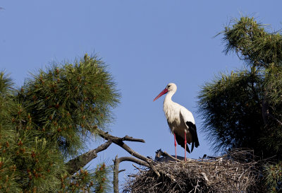 White Stork ( Vit stork ) Ciconia ciconia - CP4P7823.jpg