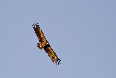 Cinereous Vulture ( Grågam )Aegypius monachus -  CP4P7918.jpg