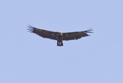 Cinereous Vulture ( Grågam )Aegypius monachus - CP4P8102.jpg