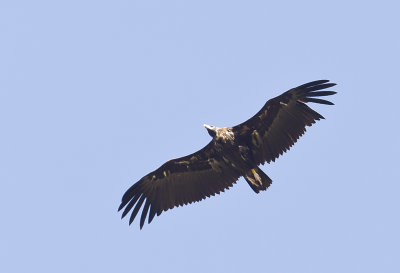 Cinereous Vulture ( Grågam )Aegypius monachus - CP4P8111.jpg