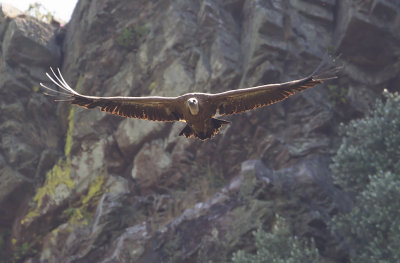 Griffon Vulture ( Gåsgam ) Gyps fulvus - CP4P8166.jpg