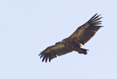 Griffon Vulture ( Gåsgam ) Gyps fulvus - CP4P8176.jpg
