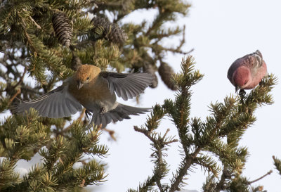 Pine Grosbeak ( Tallbit ) Pinicola enucleator - GS1A6712.jpg