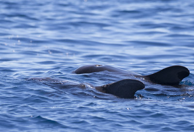 Short-finned Pilot Whale ( Kortfenad grindval ) Globicephala macrorhynchus - GS1a5139 - GS1A5115.jpg