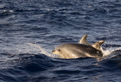Common Bottlenose dolphin ( Flasknosdelfin )Turnips truncates - GS1A8732.jpg