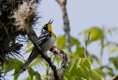 Yellow-breasted Warbler - GS1A8336.jpg