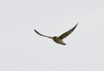 Cave Swallow - GS1A9147.jpg