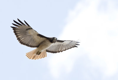 Red-tailed Hawk - GS1A9675.jpg