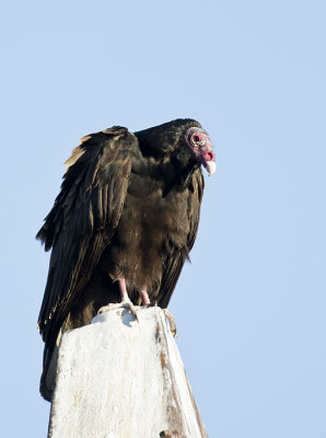 Turkey Vulture - GS1A0321.jpg