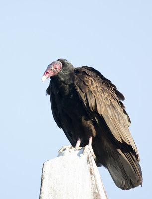 Turkey Vulture - GS1A0326.jpg