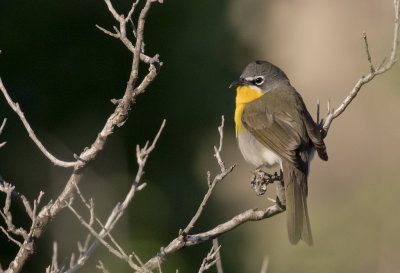 Yellow-breasted Chat - GS1A0354.jpg