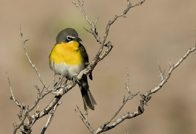 Yellow-breasted Chat - GS1A0378.jpg