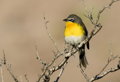 Yellow-breasted Chat - GS1A0388.jpg