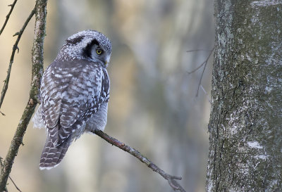 Northern Hawk Owl ( Hkuggla ) Surnia ulula - GS1A5036.jpg