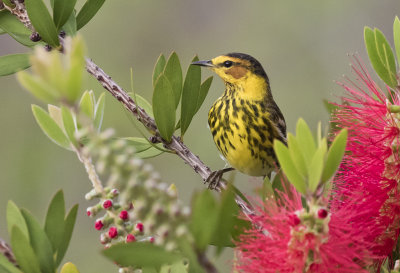 Cape May Warbler - GS1A2819.jpg