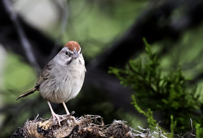 Chipping Sparrow - GS1A8678.jpg