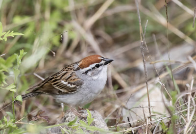 Chipping Sparrow - GS1A8790.jpg