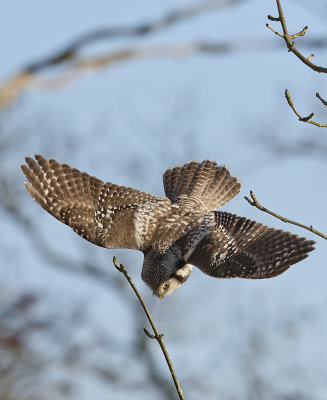 Northern Hawk Owl ( Hkuggla ) Surnia ulula - GS1A5312.jpg